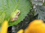 外貨で増やそう！夏のボーナス